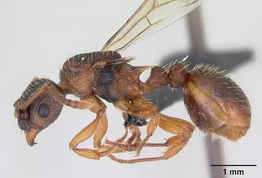 Myrmica lonae specimen CASENT0172753 image casent0172753_3