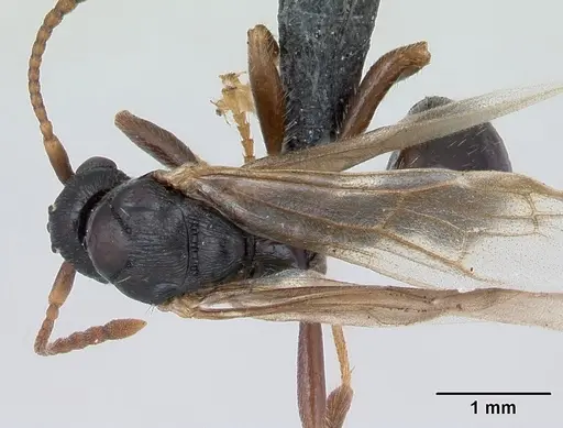 Myrmica lonae specimen CASENT0172754 image casent0172754_1