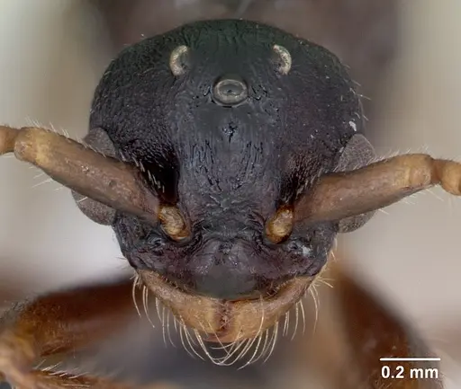 Myrmica lonae specimen CASENT0172754 image casent0172754_2