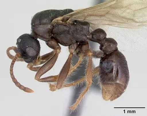 Myrmica lonae specimen CASENT0172754 image casent0172754_3