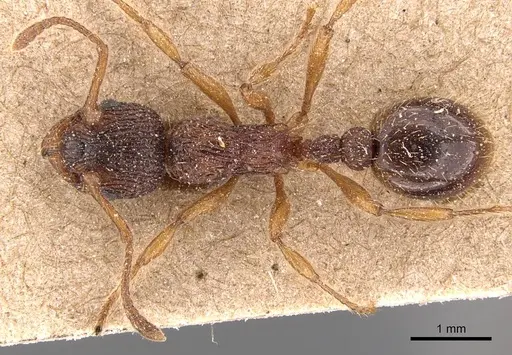 Myrmica lonae specimen CASENT0905771 image casent0905771_1