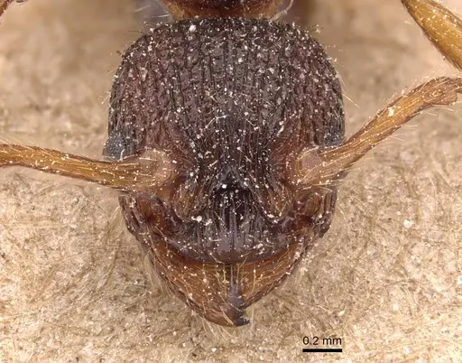 Myrmica lonae specimen CASENT0905771 image casent0905771_2