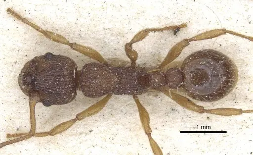 Myrmica lonae specimen CASENT0916886 image casent0916886_1
