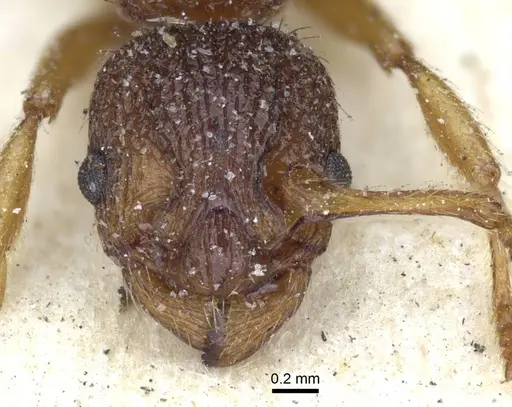 Myrmica lonae specimen CASENT0916886 image casent0916886_2