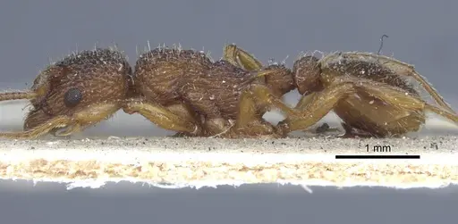 Myrmica lonae specimen CASENT0916886 image casent0916886_3
