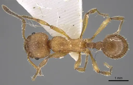 Myrmica luteola specimen CASENT0917498 image casent0917498_1