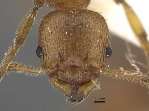 Myrmica luteola specimen CASENT0917498 image casent0917498_2
