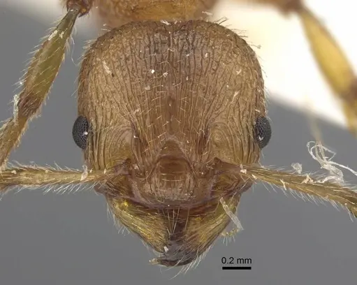 Myrmica luteola specimen CASENT0917498 image casent0917498_3