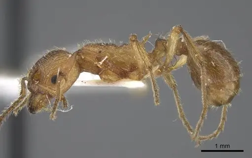 Myrmica luteola specimen CASENT0917498 image casent0917498_4