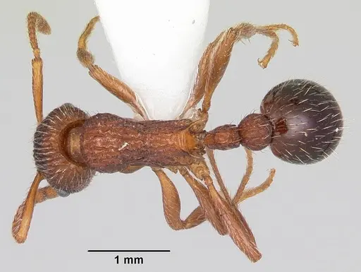 Myrmica mexicana specimen CASENT0104823 image casent0104823_1