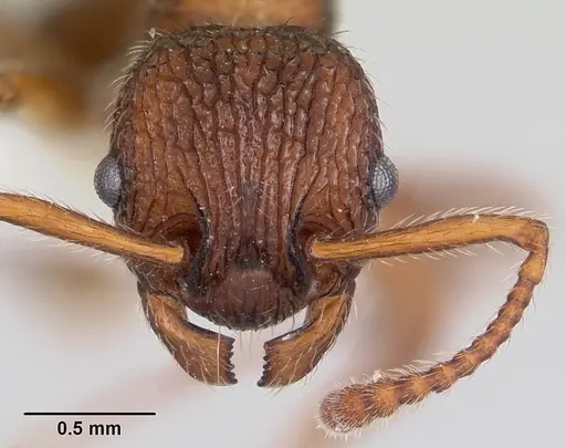 Myrmica mexicana specimen CASENT0104823 image casent0104823_2