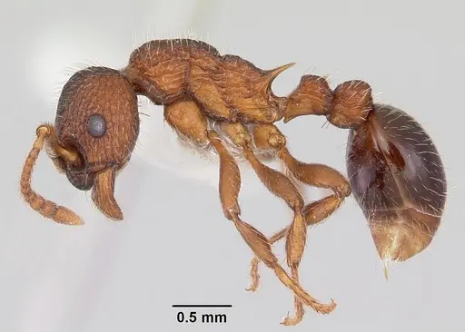 Myrmica mexicana specimen CASENT0104823 image casent0104823_3