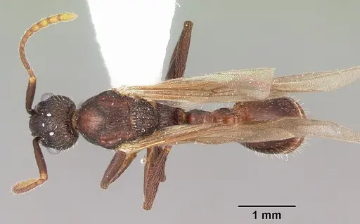 Myrmica mexicana specimen CASENT0104824 image casent0104824_1