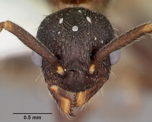Myrmica mexicana specimen CASENT0104824 image casent0104824_2
