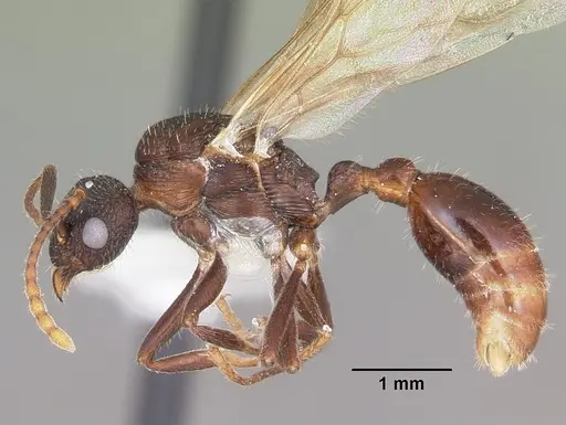 Myrmica mexicana specimen CASENT0104824 image casent0104824_3