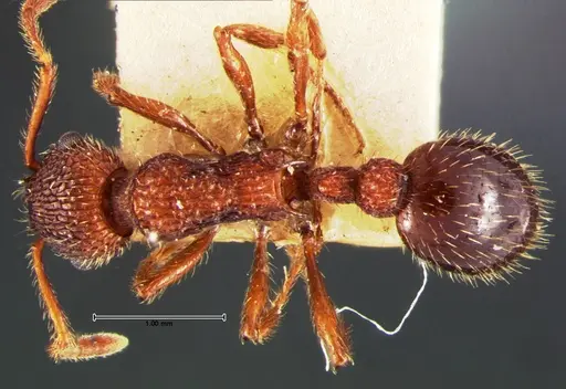 Myrmica mexicana specimen CASENT0105639 image casent0105639_1