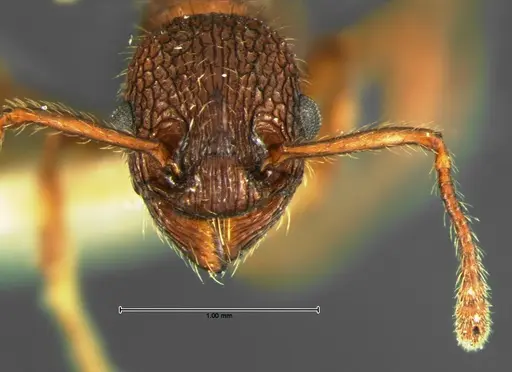 Myrmica mexicana specimen CASENT0105639 image casent0105639_2