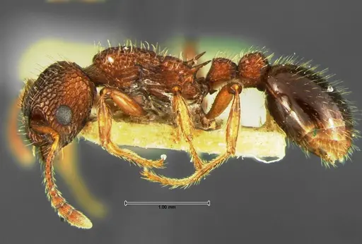 Myrmica mexicana specimen CASENT0105639 image casent0105639_3