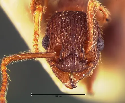 Myrmica mexicana specimen CASENT0105640 image casent0105640_1