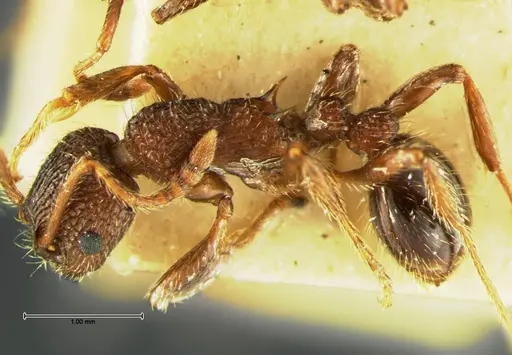 Myrmica mexicana specimen CASENT0105640 image casent0105640_2