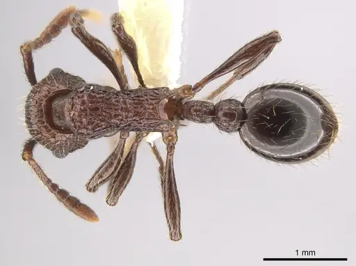 Myrmica mexicana specimen CASENT0631893 image casent0631893_1