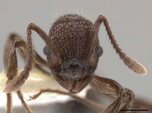 Myrmica mexicana specimen CASENT0631893 image casent0631893_2