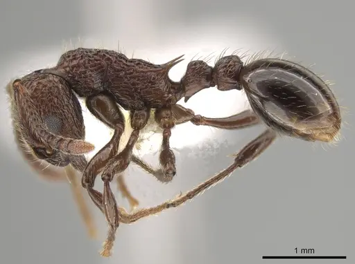 Myrmica mexicana specimen CASENT0631893 image casent0631893_3