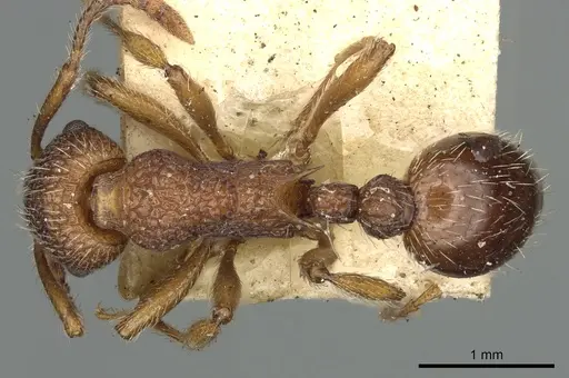 Myrmica mexicana specimen CASENT0900346 image casent0900346_1