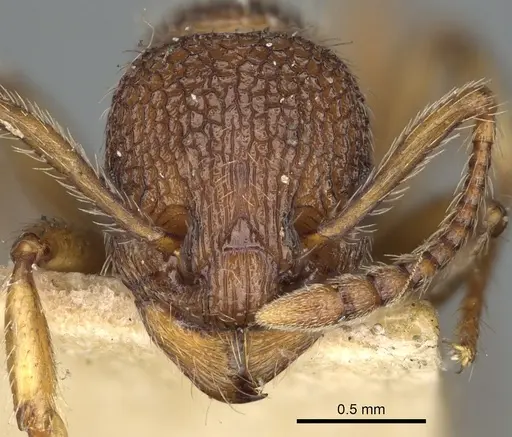 Myrmica mexicana specimen CASENT0900346 image casent0900346_2