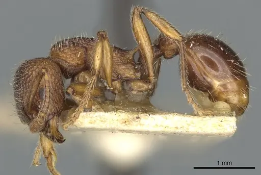 Myrmica mexicana specimen CASENT0900346 image casent0900346_3