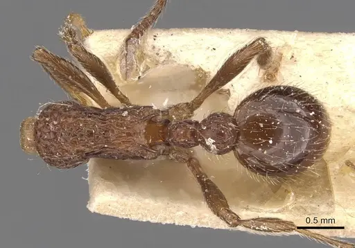 Myrmica mexicana specimen CASENT0907625 image casent0907625_1