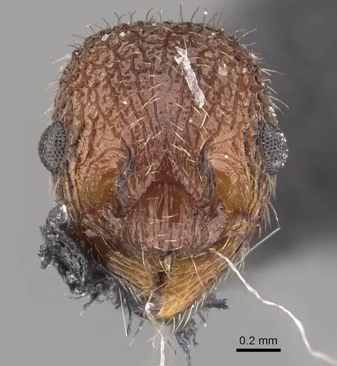 Myrmica mexicana specimen CASENT0907625 image casent0907625_2