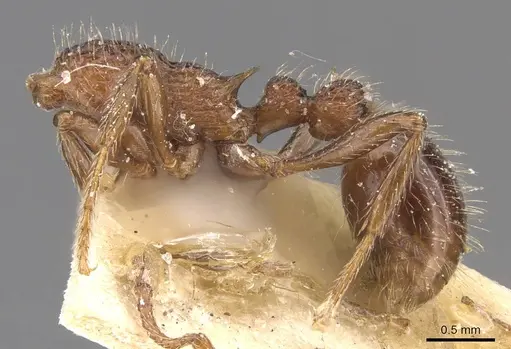 Myrmica mexicana specimen CASENT0907625 image casent0907625_3