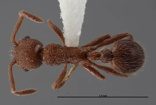 Myrmica mexicana specimen FMNHINS0000062747 image fmnhins0000062747_1