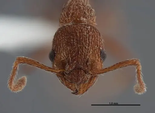 Myrmica mexicana specimen FMNHINS0000062747 image fmnhins0000062747_2