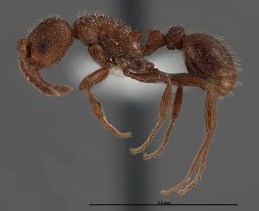 Myrmica mexicana specimen FMNHINS0000062747 image fmnhins0000062747_3