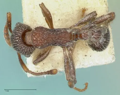 Myrmica mexicana specimen FOCOL1207 image focol1207_1