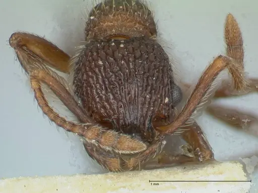 Myrmica mexicana specimen FOCOL1207 image focol1207_2