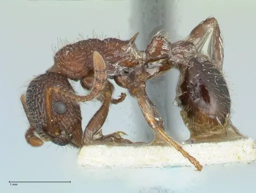 Myrmica mexicana specimen FOCOL1207 image focol1207_3