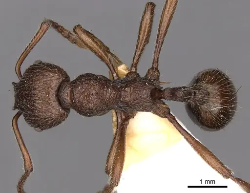 Myrmica mirabilis specimen CASENT0900304 image casent0900304_1