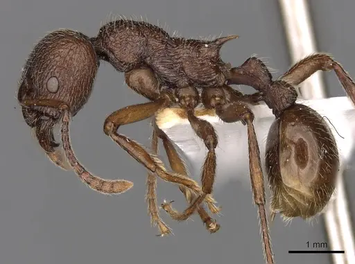 Myrmica mirabilis specimen CASENT0900304 image casent0900304_3