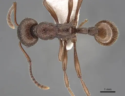 Myrmica mirabilis specimen CASENT0917499 image casent0917499_1
