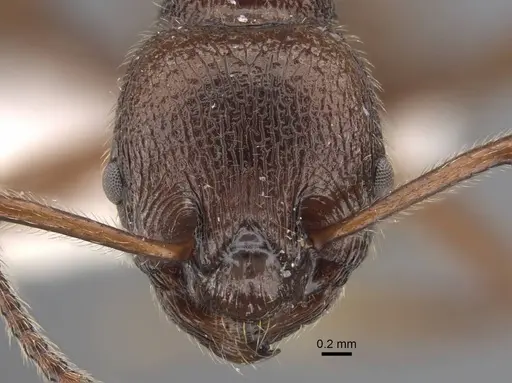 Myrmica mirabilis specimen CASENT0917499 image casent0917499_2