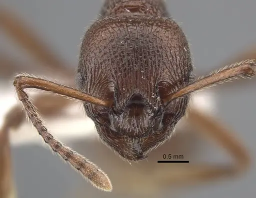 Myrmica mirabilis specimen CASENT0917499 image casent0917499_3