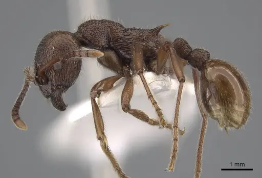 Myrmica mirabilis specimen CASENT0917499 image casent0917499_4
