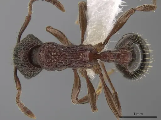 Myrmica monticola specimen CASENT0649260 image casent0649260_1