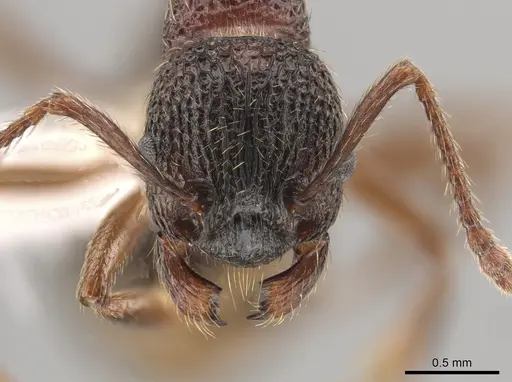 Myrmica monticola specimen CASENT0649260 image casent0649260_2