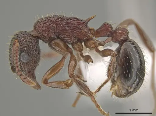 Myrmica monticola specimen CASENT0649260 image casent0649260_3