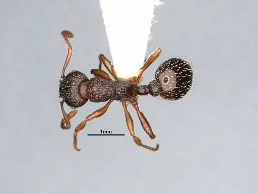 Myrmica monticola specimen CASENT4031388 image casent4031388_1