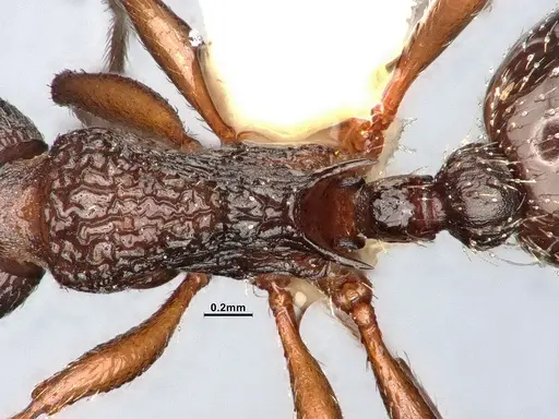 Myrmica monticola specimen CASENT4031388 image casent4031388_2